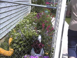 04flower6.jpg