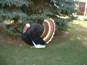 bigyardturkey.jpg