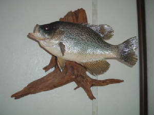 crappie1a.jpg