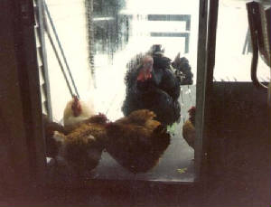 machickens.jpg